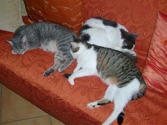 Cloe, René e Josephine 