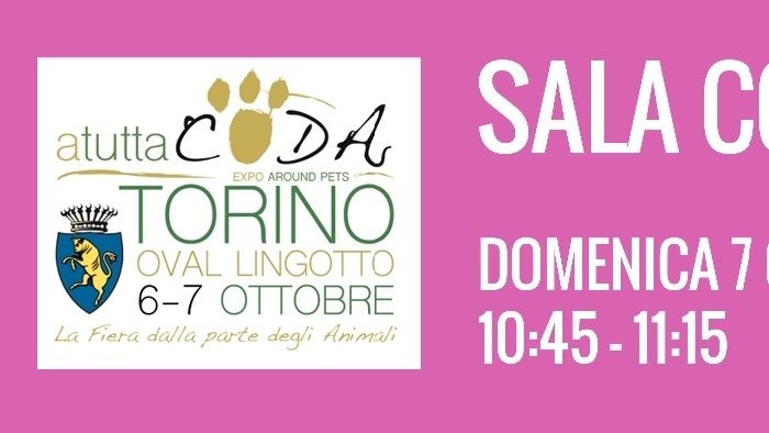 Video consultabile sul canale YouTube di Miciogatto e condiviso sulla sottopagina Video di questo sito.  