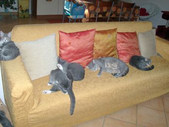 Alcuni dei miei gatti