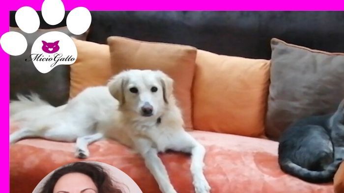 Video sulla convivenza tra cane e gatti in collaborazione con il portale www.miciogatto.it nella sottopagina Video di questo sito (25 aprile 2020)